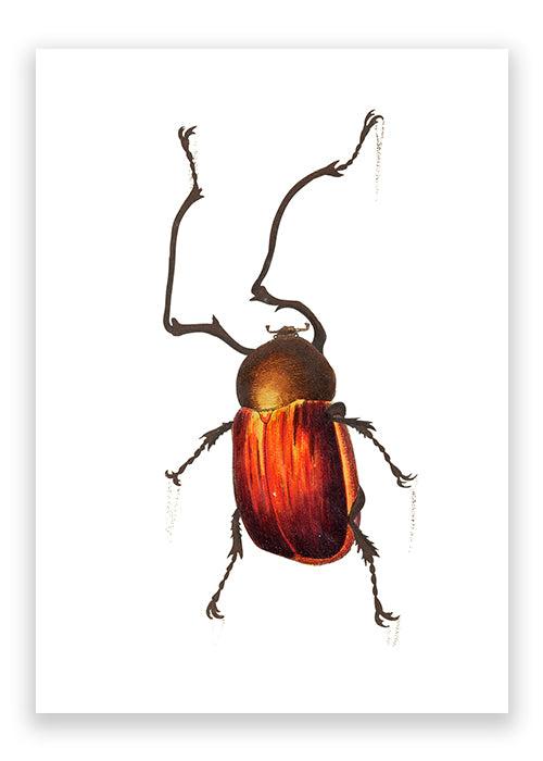 Long Armed beetle