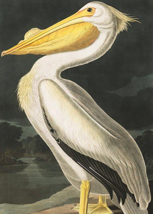 The American White Pelican