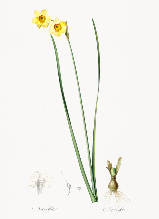 Load image into Gallery viewer, Cowslip Cupped Daffodil