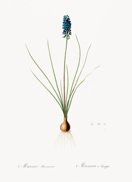 Load image into Gallery viewer, Grape Hyacinth