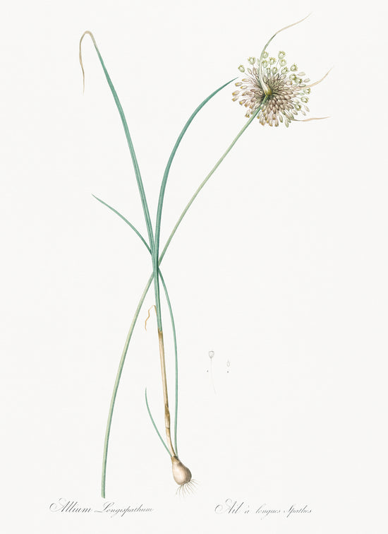Load image into Gallery viewer, Garlic
