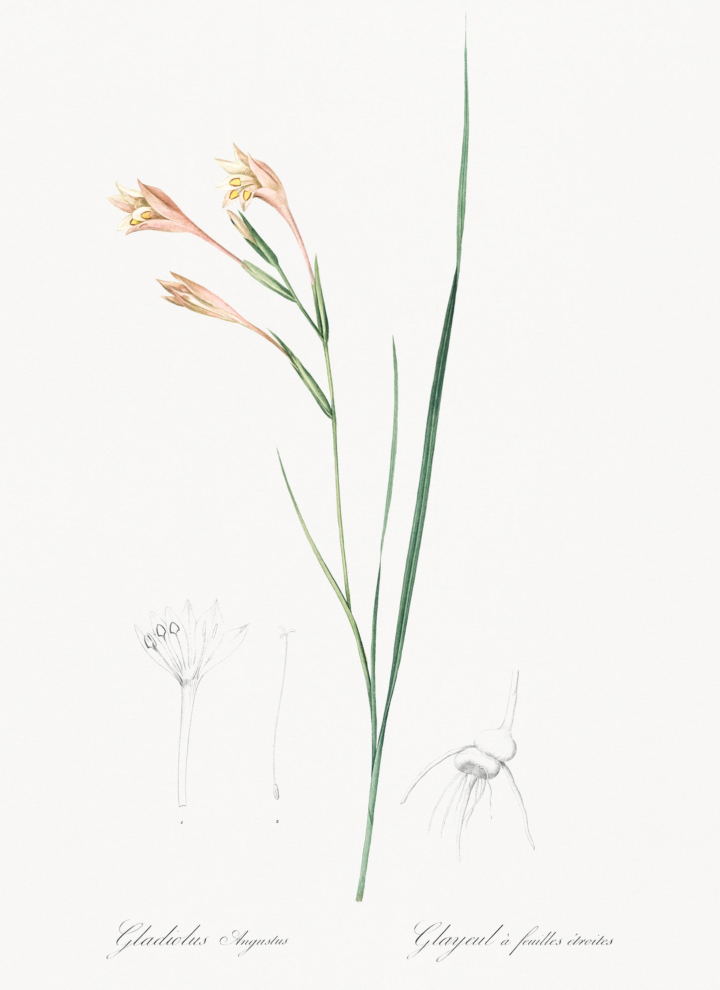 Gladiolus Angustus