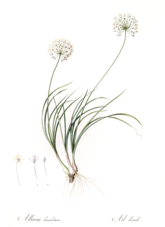 Load image into Gallery viewer, Allium Denudatum
