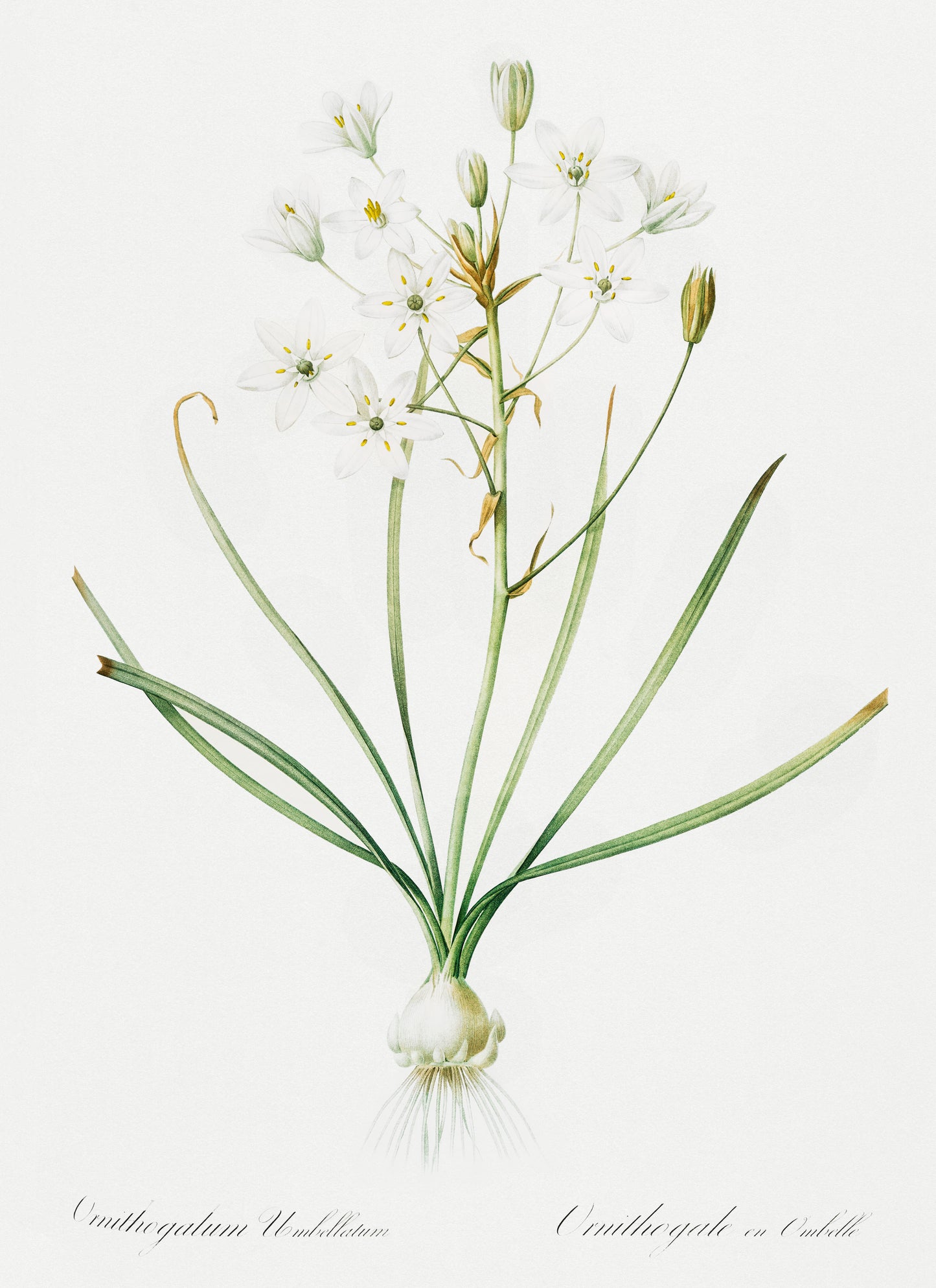 Load image into Gallery viewer, Garden Star of Bethlehem