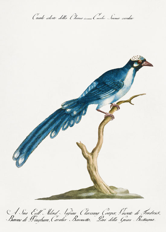 Antique Bird 7