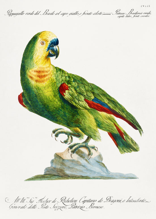 Antique Bird 1