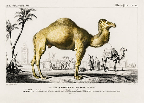 Load image into Gallery viewer, “Chameau a une bosse ou Dromadaire” – Camel with Dromadarian Hump
