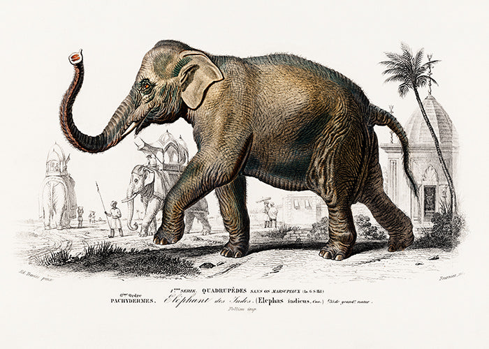 “Elephant des Indes” – Indian Elephant