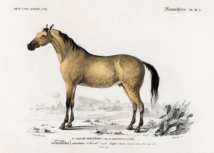 Load image into Gallery viewer, “Cheval” – Horse