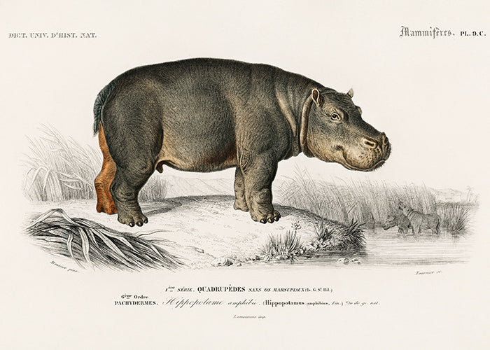 “Hippopotame amphibie” – Hippopotamus