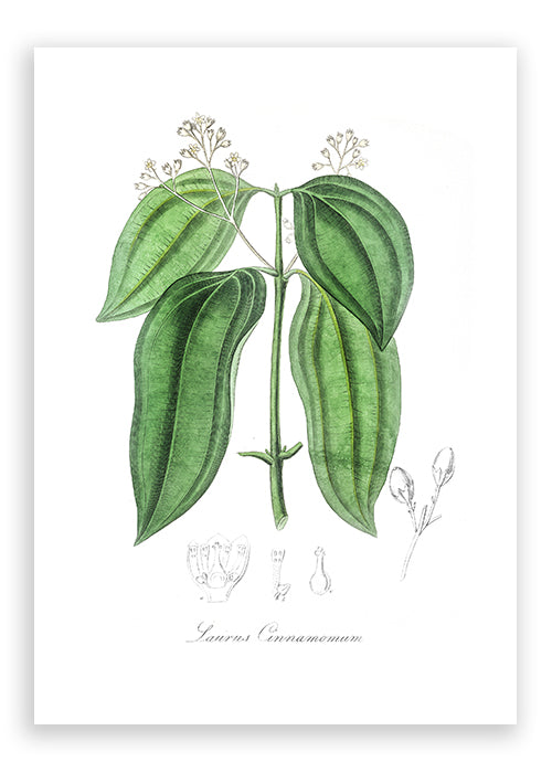 Laurus Cinnamomum