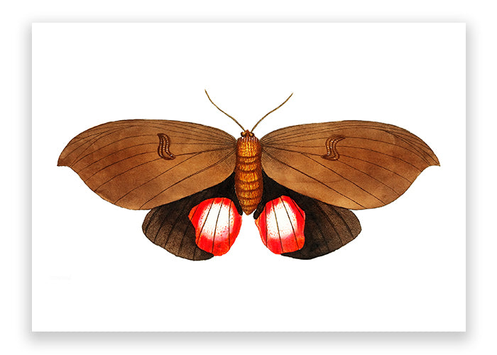 Augusta Moth