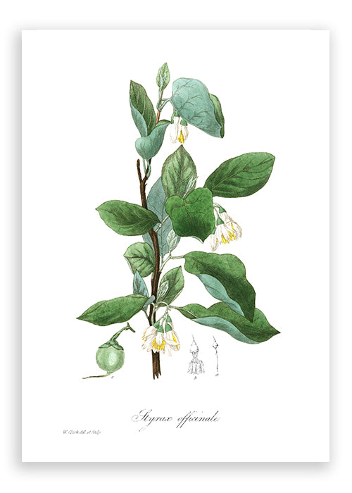 Load image into Gallery viewer, Styrax Officinalis