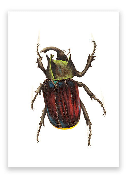 Typhon Beetle