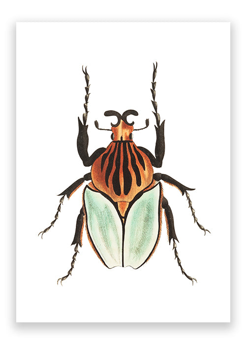 Cacique Beetle