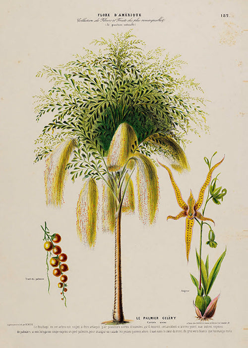 Le Palmier Celery