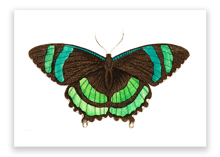 Green-banded Butterfly