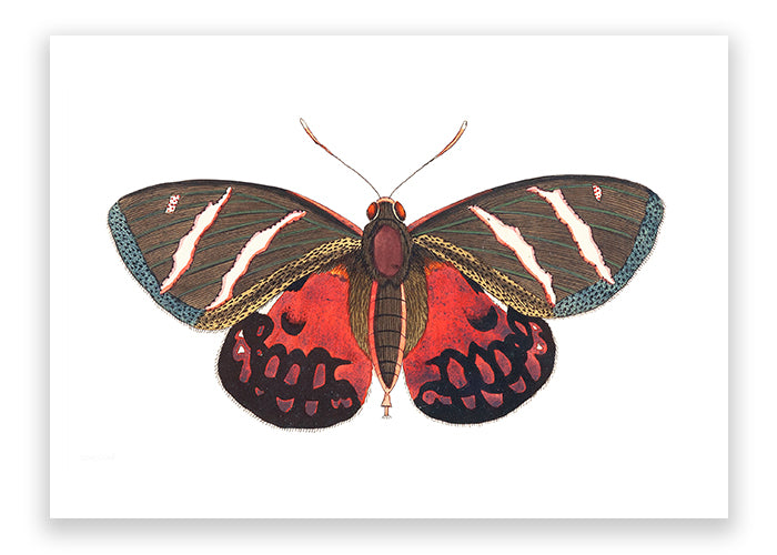 Papilio Icarus