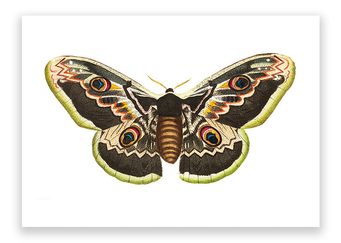 Great Peacock Moth