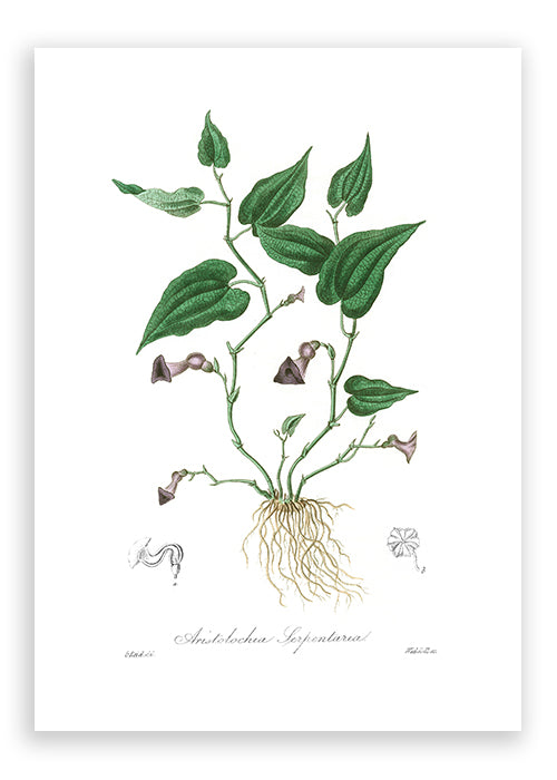 Load image into Gallery viewer, Aristolochia Serpentaria