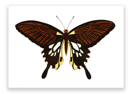 Black Butterfly with Tailed Wings