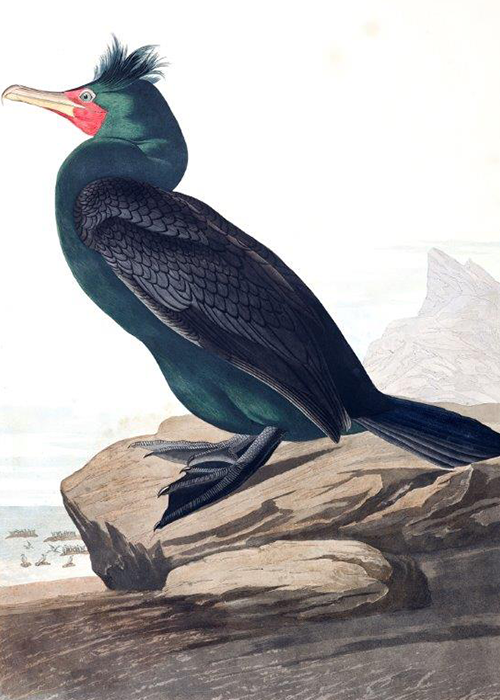The Double Crested Cormorant