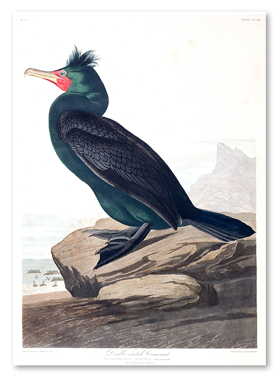The Double Crested Cormorant