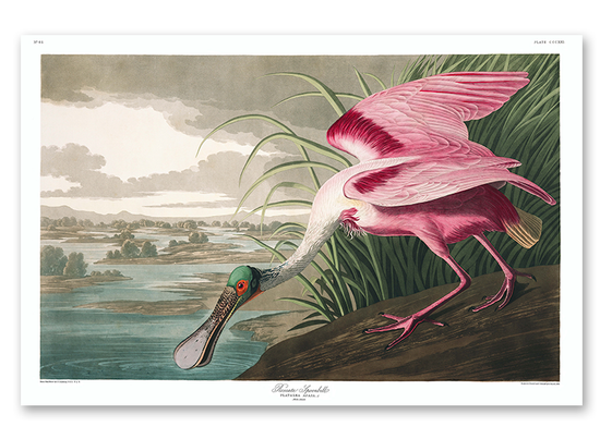 Load image into Gallery viewer, The Roseate Spoonbill