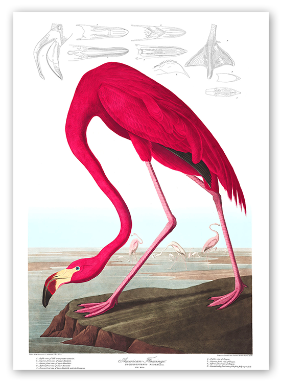 The American Flamingo