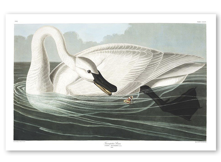 Load image into Gallery viewer, The Trumpeter Swan