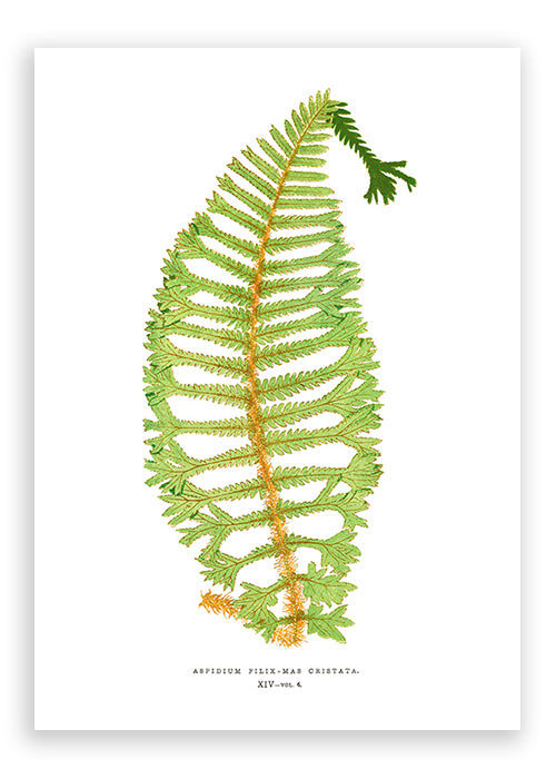 Load image into Gallery viewer, Dryopteris Filix
