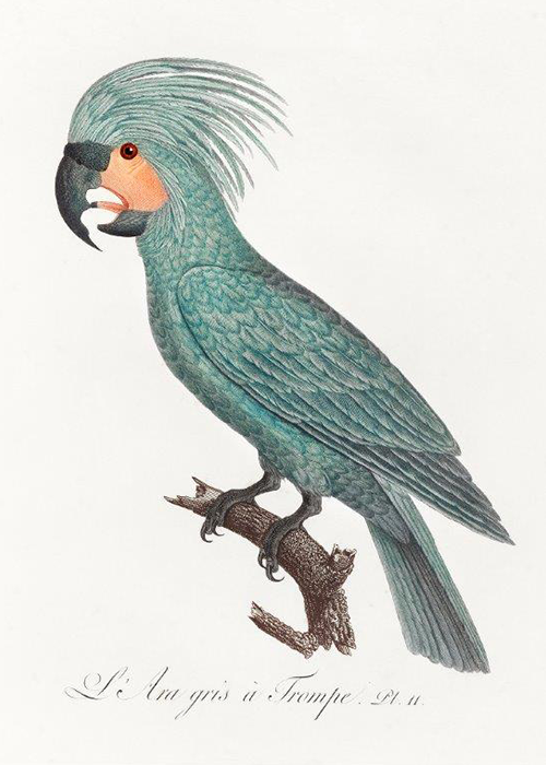 The Blue Palm Cockatoo