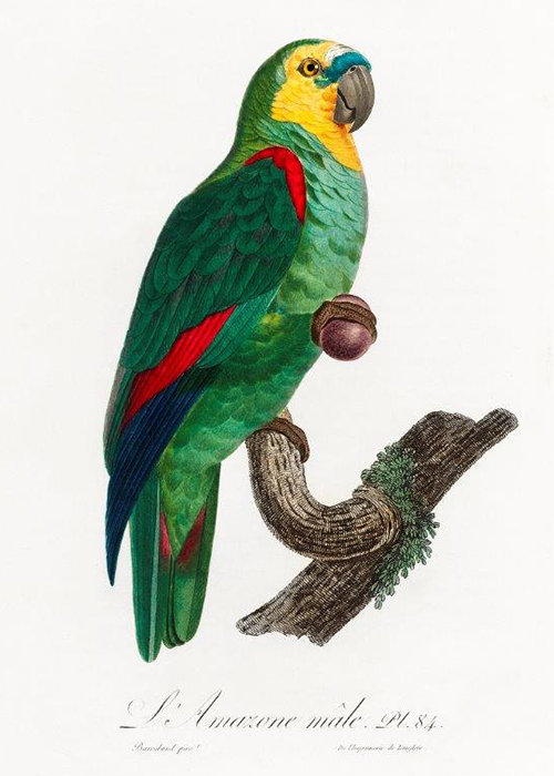 The Turquoise Fronted Amazon