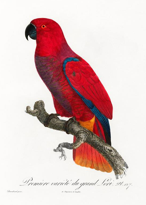 The Electus Red Parrot