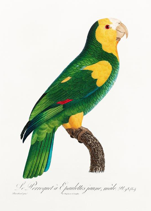 Load image into Gallery viewer, The Yellow-Shouldered Amazon