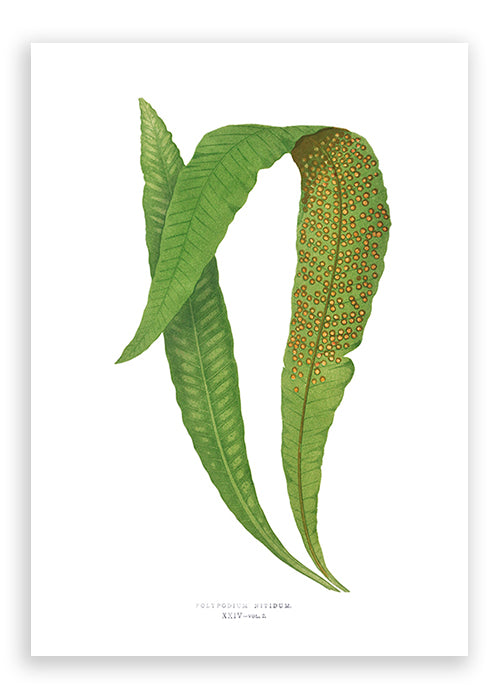Load image into Gallery viewer, Polypodium Nitidum