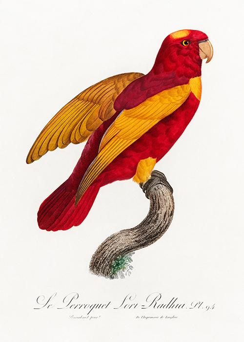 Load image into Gallery viewer, The Red and Gold Lory