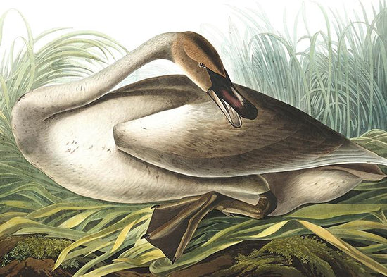The Beige Trumpeter Swan