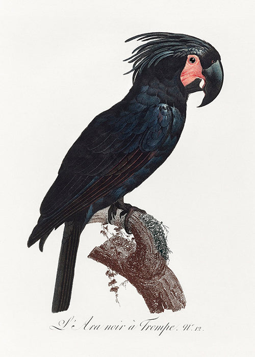 The Black Palm Cockatoo